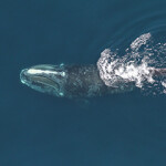 A photo of a right whale.