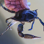 A Chesapeake Bay blue crab being held in someone's hand.