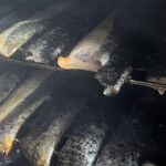 Salmon skins used by Jack's Premium for their dog treat products