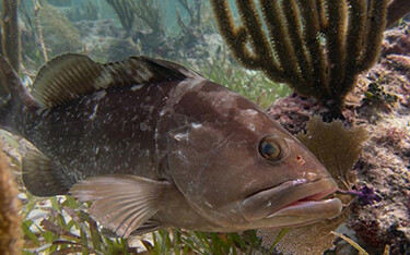 A Gulf of Mexico grouper swimming in a reef.
