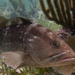 A Gulf of Mexico grouper swimming in a reef.