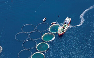 An aquaculture operation at sea.