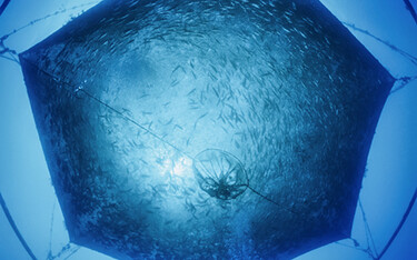 A photo of an offshore finfish net-pen