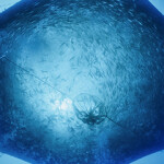 A photo of an offshore finfish net-pen