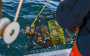 Dungeness crab being caught in California.