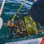 Dungeness crab being caught in California.