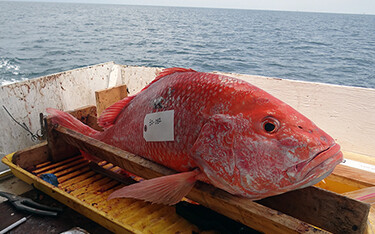 A red snapper.