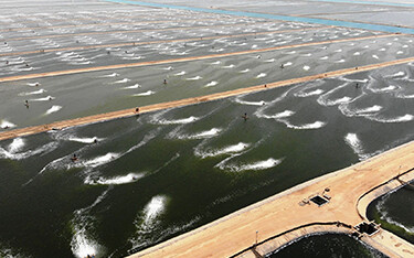 One of NAQUA's large shrimp farms in Saudi Arabia.