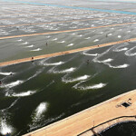 One of NAQUA's large shrimp farms in Saudi Arabia.