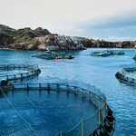 Pacifico Aquaculture's striped bass farm.