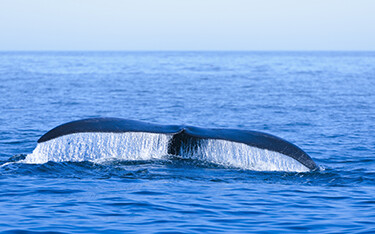 A North Atlantic right whale fluke.
