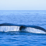 A North Atlantic right whale fluke.