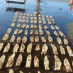 A shipment of totoaba bladders seized by U.S. Customs and Border Protection
