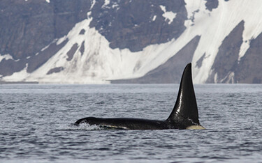 A photo of a killer whale.