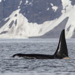 A photo of a killer whale.