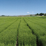 A field of camelina.