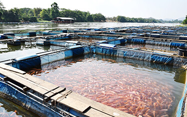 A tilapia aquaculture operation in Thailand.