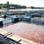 A tilapia aquaculture operation in Thailand.