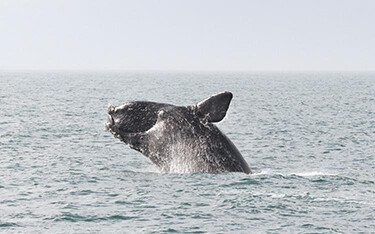 A photo of a North Atlantic Right Whale.