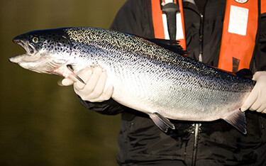 A Mowi employee holding a salmon.