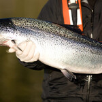 A Mowi employee holding a salmon.