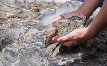 A man holding a handful of shrimp in a pond.