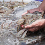 A man holding a handful of shrimp in a pond.