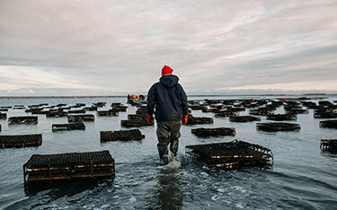 An oyster farm operated by Island Creek Oysters.
