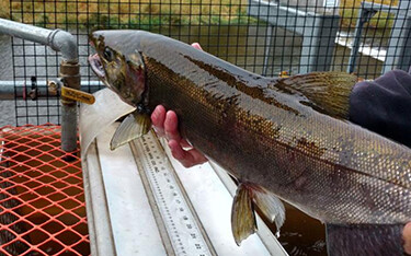 A photo of a hatchery worker holding a salmon