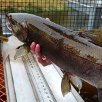 A photo of a hatchery worker holding a salmon