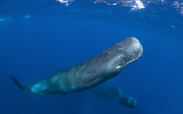 Sperm whale