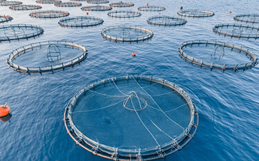 A photo of offshore aquaculture operations.