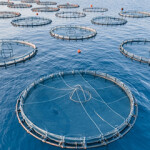 A photo of offshore aquaculture operations.