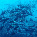 A school of tuna swimming