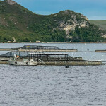 A salmon farm in Macquarie Harbour, Tasmania.
