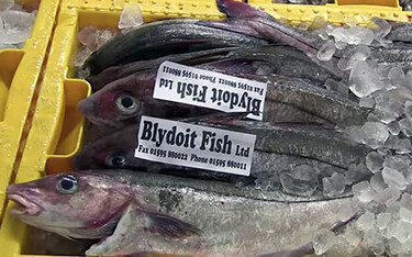 Fish sold by Blydoit Fish.