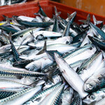 Boxes of mackerel