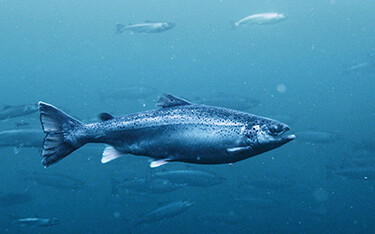 Norwegian salmon from Mowi