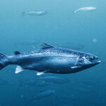 Norwegian salmon from Mowi