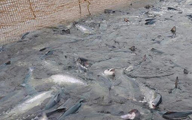 Dead salmon in Chile resulting from an algae bloom.