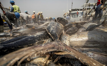 Tuna landed in Tema, Ghana.