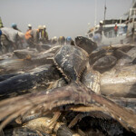Tuna landed in Tema, Ghana.