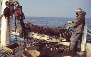 Virginia crabbers at work.