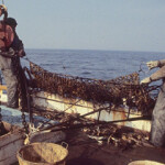 Virginia crabbers at work.