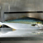 A yellowtail kingfish farmed by Clean Seas.