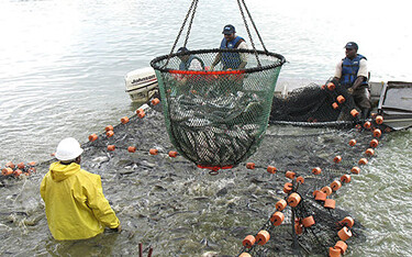 Workers at Harvest Select pulling catfish out of a pond with a net.