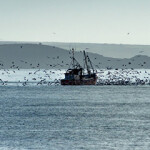 A sardine ringnetter off the coast of Cornwall, England.