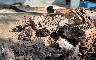 Shipworm holes on a log