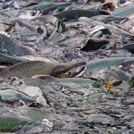 Pink salmon in Alaska.