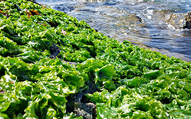 Seaweed and water